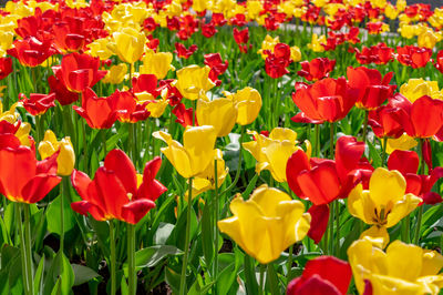 Close-up of multi colored tulips in field