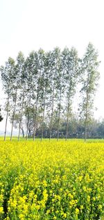 Scenic view of oilseed rape field against sky