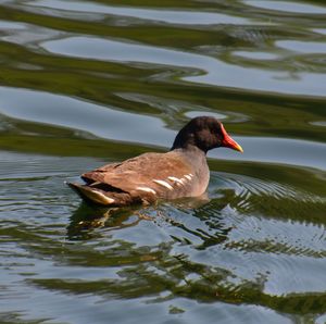Duck swimming on lake