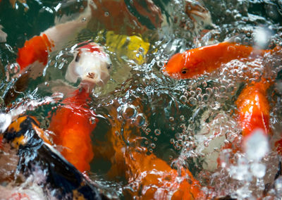 High angle view of koi carps swimming in water