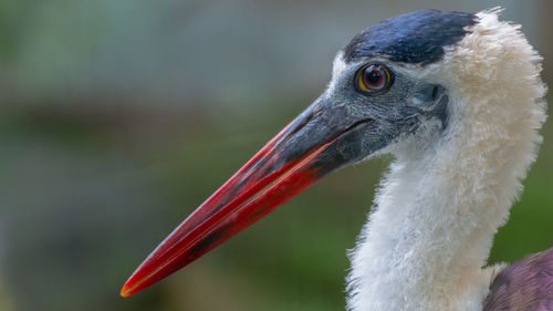 Close-up of white stork bird with red beak