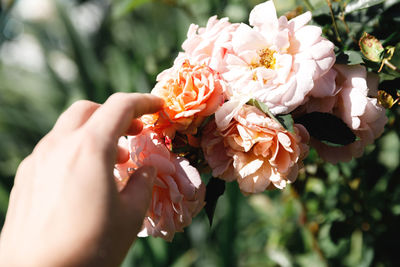 Cropped hand of woman holding flowers
