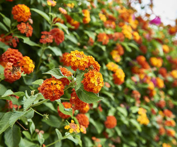 Close-up of orange flowering plants