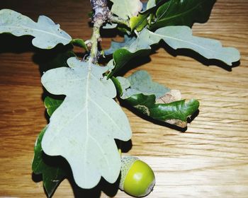 High angle view of leaf on table