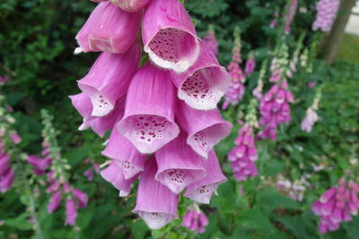 Close-up of pink flowering plant