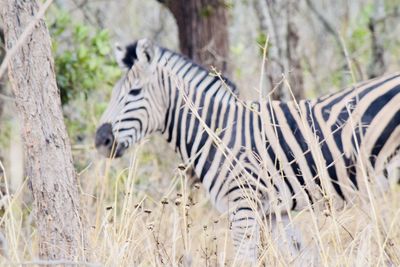 Zebras in a field