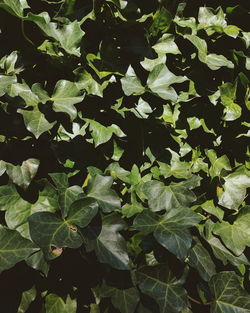 Close-up of green leaves