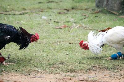 View of birds on land