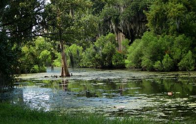 Scenic view of lake by trees