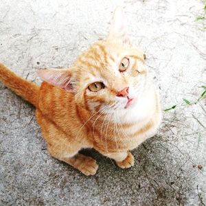 High angle view portrait of tabby cat