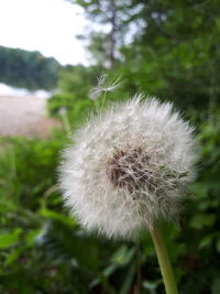 Close-up of dandelion flower