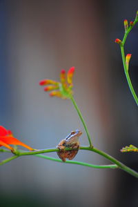 Close-up of grasshopper on plant