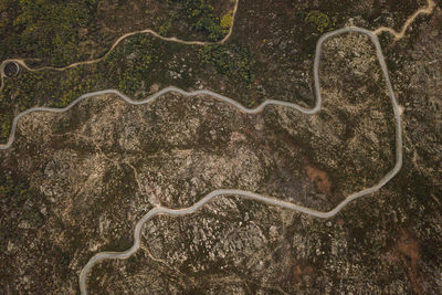 High angle view of starfish flying over forest