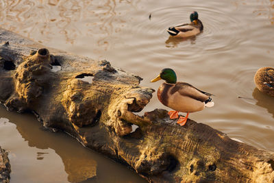 High angle view of ducks swimming on lake