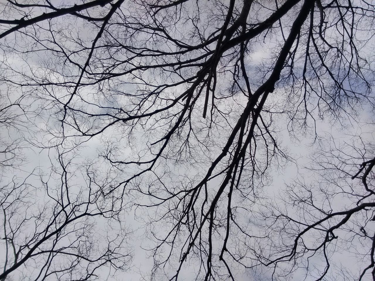 branch, bare tree, tree, low angle view, nature, tranquility, sky, beauty in nature, growth, clear sky, scenics, outdoors, no people, backgrounds, day, full frame, silhouette, twig, tranquil scene, tree trunk