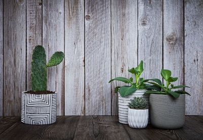 Potted plant on table