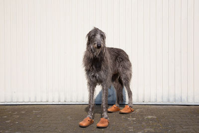 Portrait of scottish deerhound wearing shoes