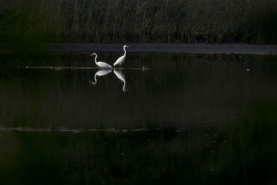 Bird flying over lake