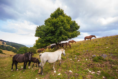 Horses in a field