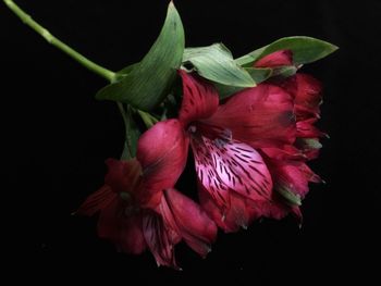 Close-up of red flower against black background