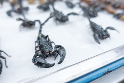 Scorpion snack