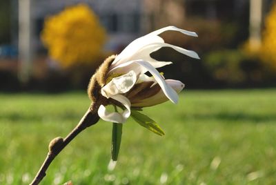 Close-up of dried plant against blurred field