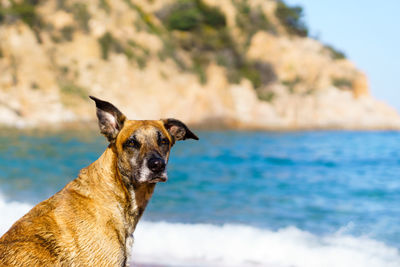 Dog by sea against sky