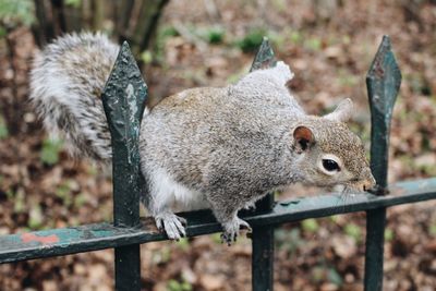 Squirrel in hyde park