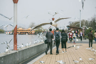 High angle view of seagulls flying over footpath in city