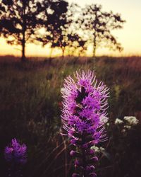 Close-up of thistle blooming on field against sky