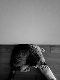 Close-up of cat relaxing on floor at home