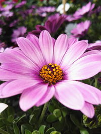 Close-up of osteospermum blooming outdoors