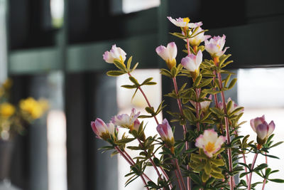 Close-up of pink flowering plant