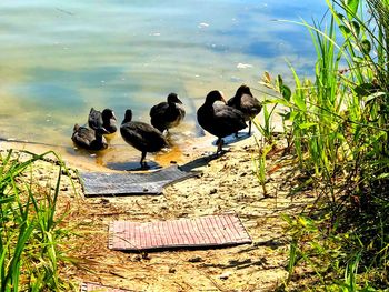 High angle view of ducks in lake