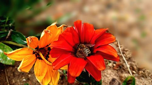 Close-up of red flowers blooming outdoors
