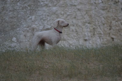 Dog running on field