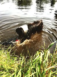 Dog swimming in lake