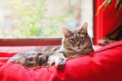 Close-up portrait of cat