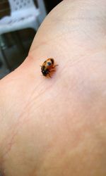 Close-up of ladybug on wood