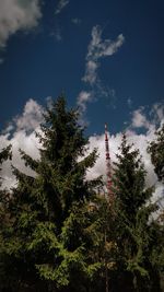 Low angle view of trees