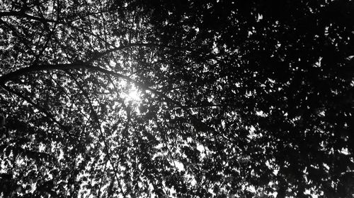 Low angle view of trees against sky