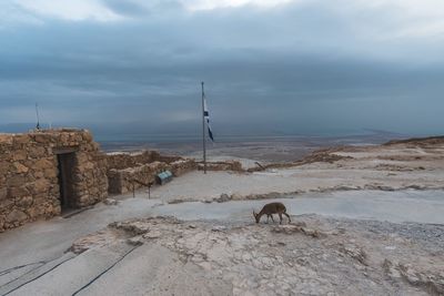 Dog standing on beach against sky