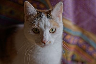 Close-up portrait of a cat