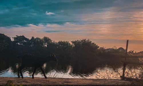 View of a horse in the sunset