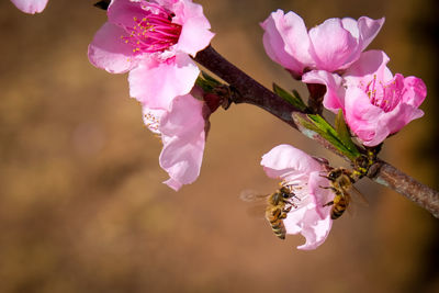 Close-up of pink cherry blossoms