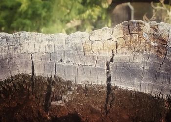 Close-up of tree stump