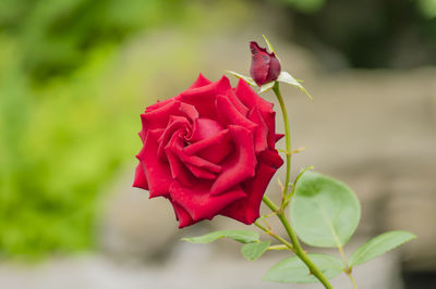 Close-up of red rose