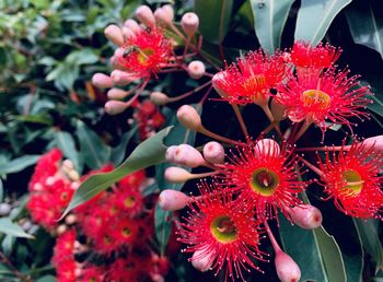 Close-up of red flowering plants