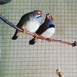 Close-up of birds