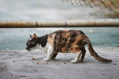 Full length of a cat